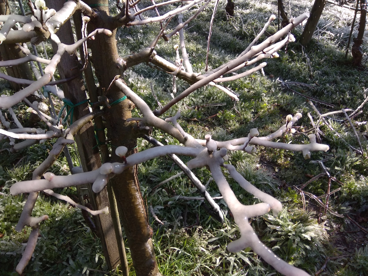 Ledena zaščita oroševanja na vejah jablane