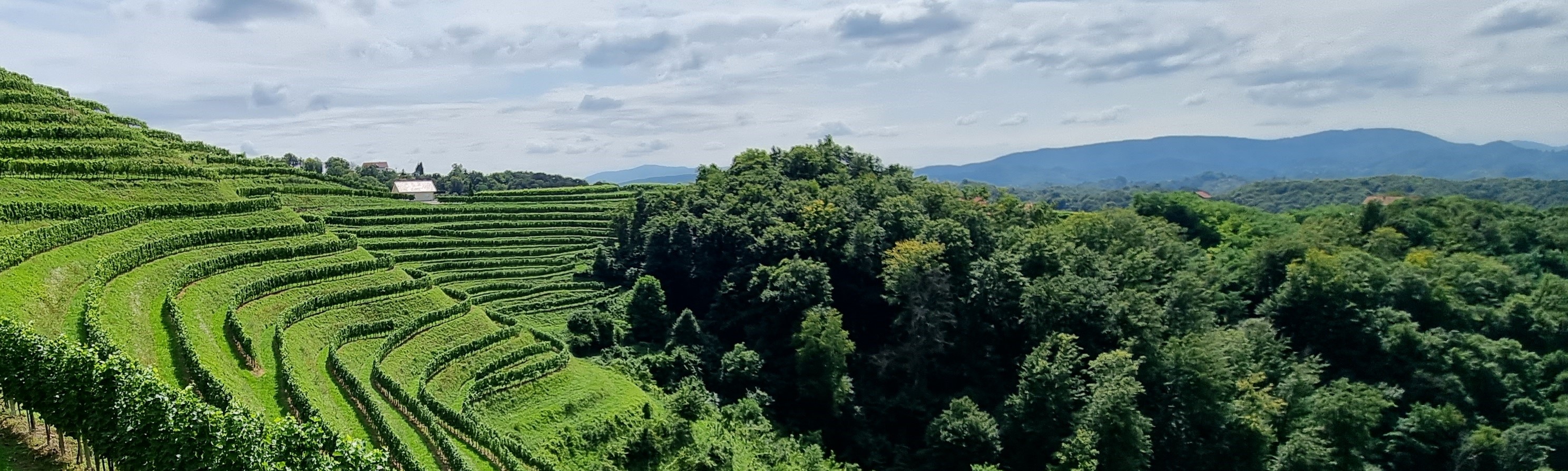 vinorodna pokrajina