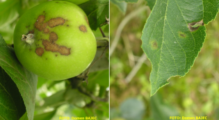 Jablanov škrlup, poškodbe na plodu jabolke in listu