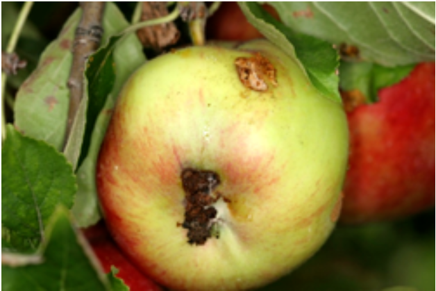 Izhodna izvrtina na plodu jablane