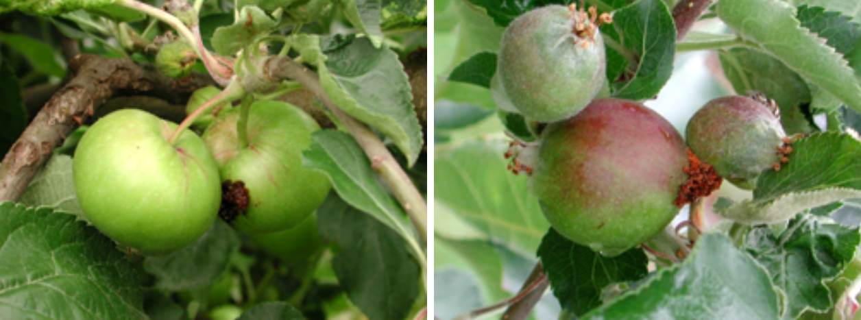 Poškodbe na plodovih jablane